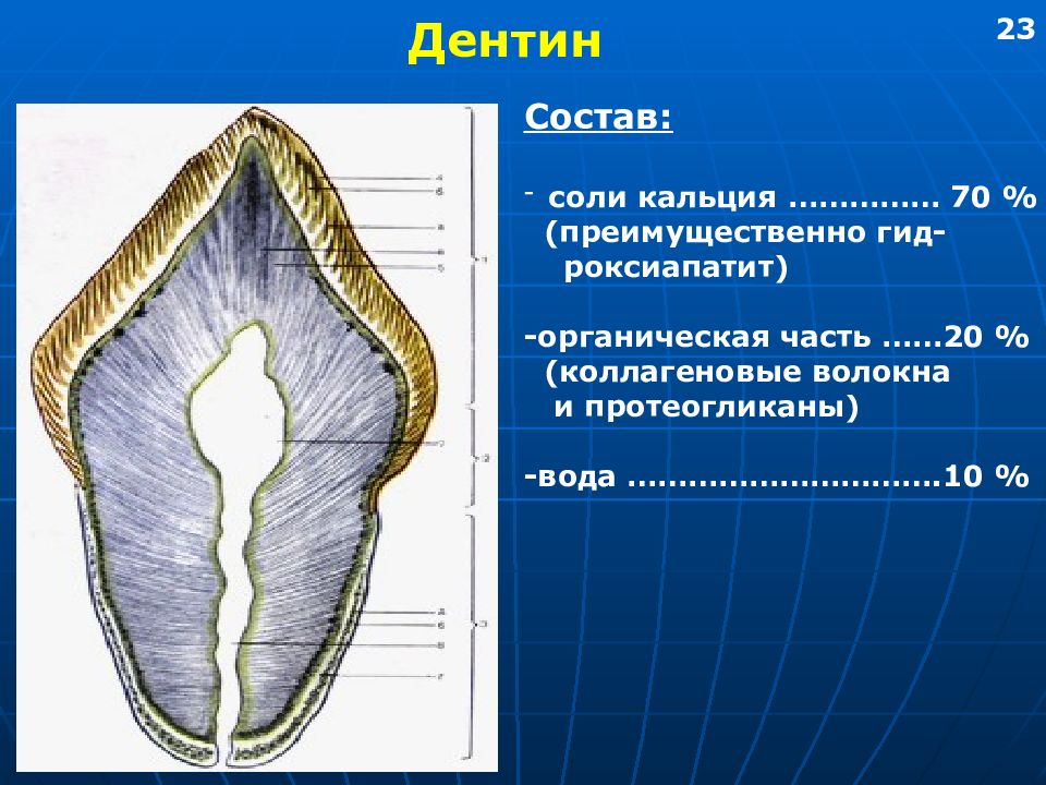 Дентин. Строение дентина зуба. Строение зуба предентин. Дентин соединительная ткань.