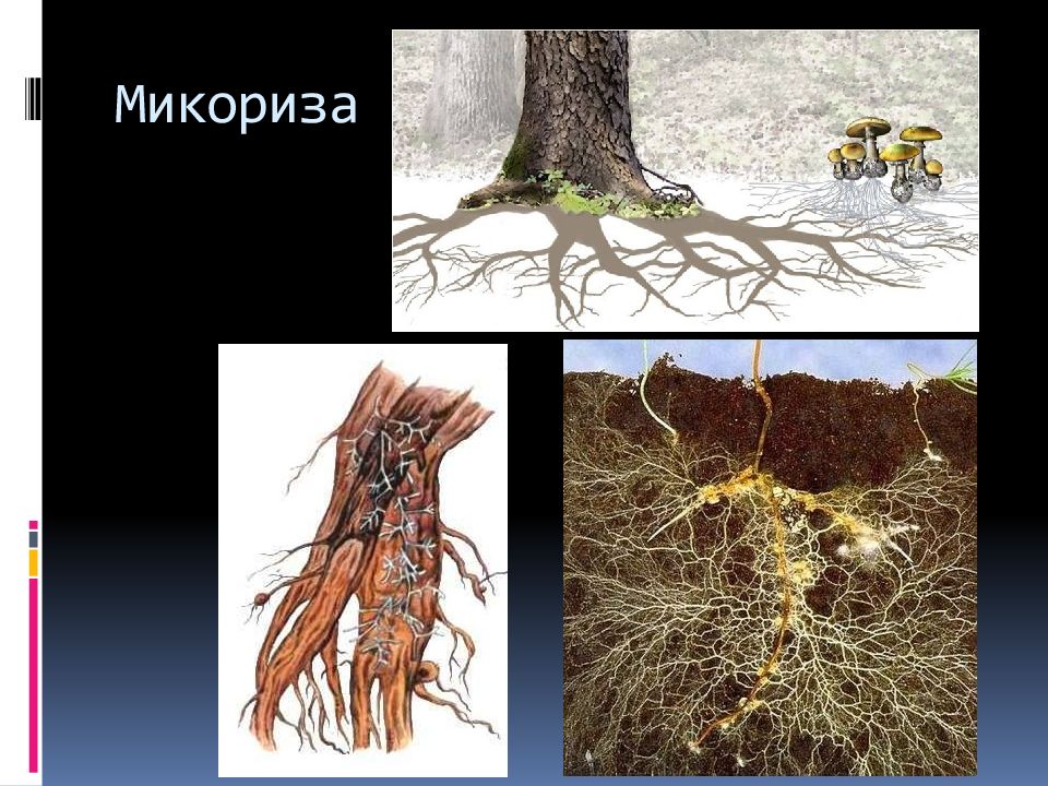 Микориза это. Микориза грибокорень. Микориза берёзы. Грибок – микориза. Микориза мутуализм.