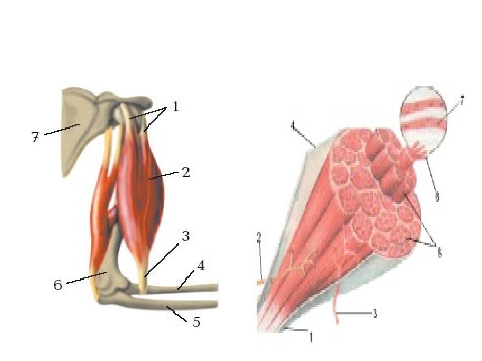 В мышце выделяют