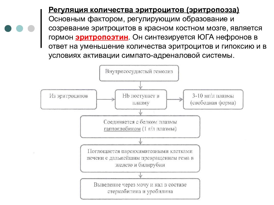 Схема регуляции количества эритроцитов в крови