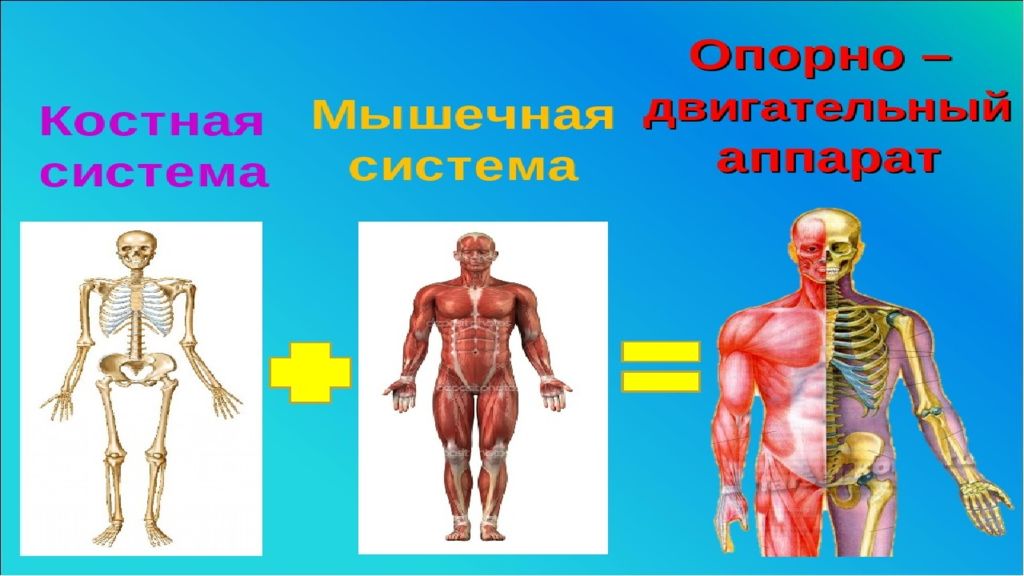 Картинки опорно двигательная система картинки