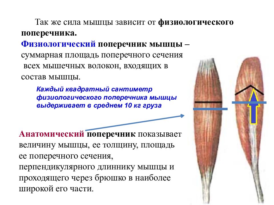 Поперечник. Анатомический и физиологический поперечник. Анатомический поперечник мышцы это. Физиологический поперечник мышцы зависит от. Площадь поперечного сечения мышечного волокна.