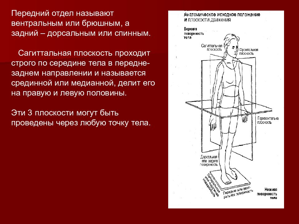 Введение в анатомию человека презентация