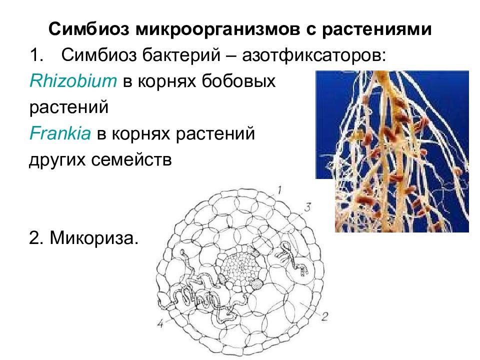 Пример симбиоза бактерий