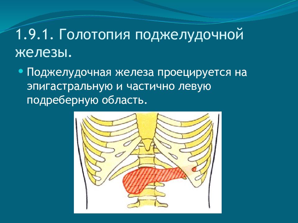 Голотопия поджелудочной железы