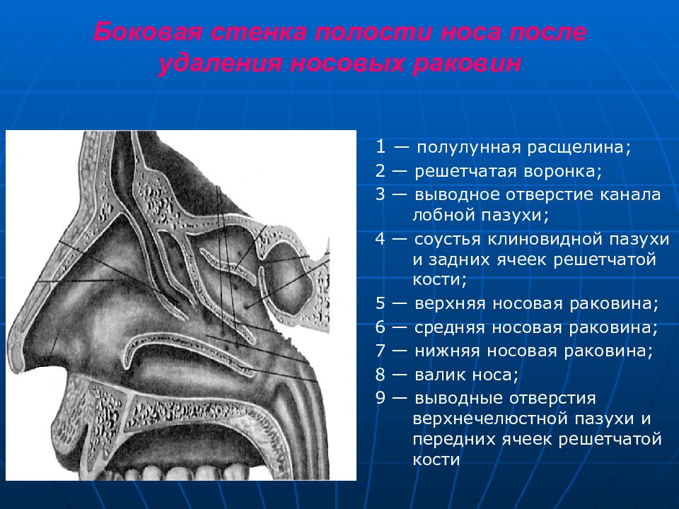 Анатомия верхнечелюстной пазухи презентация