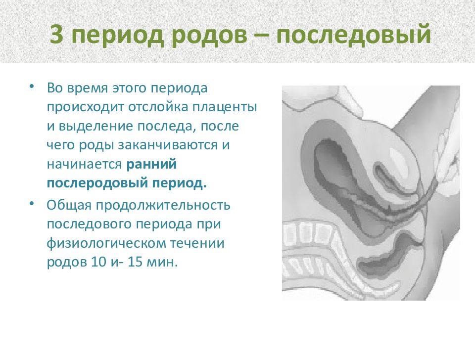 Физиологические роды периоды. Периоды родов 3 период. Последовый период родов. Третий период родов Последовый период. Продолжительность последового периода родов.