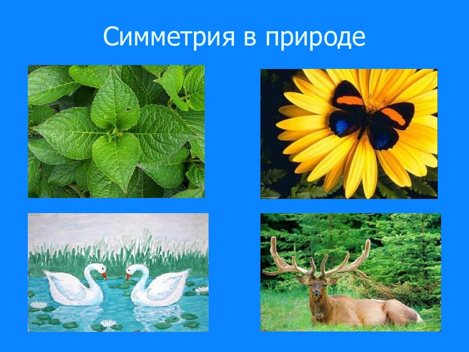 Презентация живая природа и симметрия