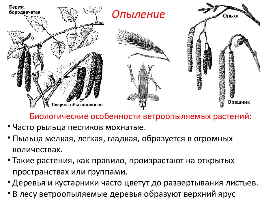 Презентация ветроопыляемые растения