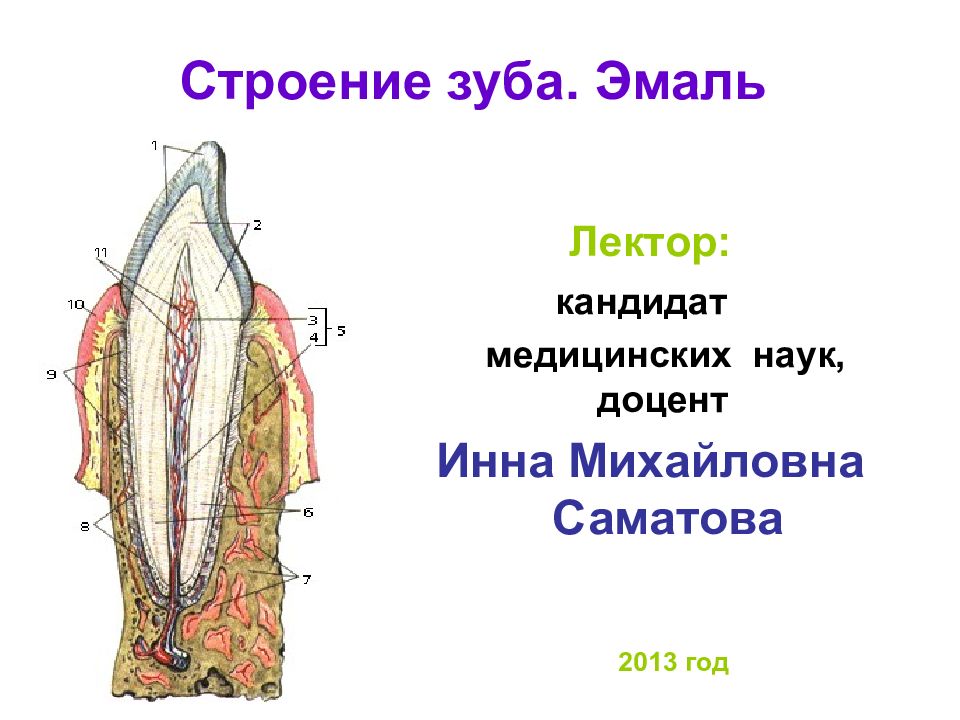 Эмаль зуба презентация