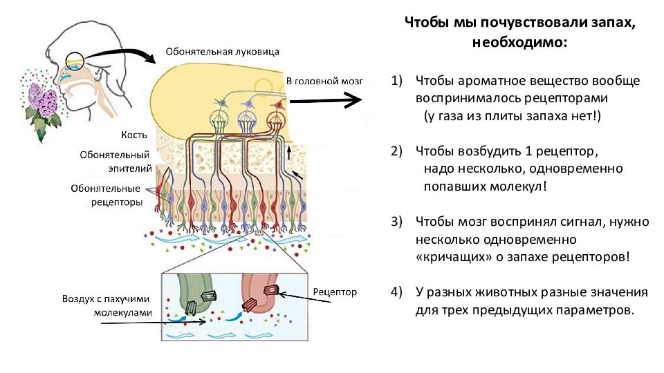 Очищение рецепторов