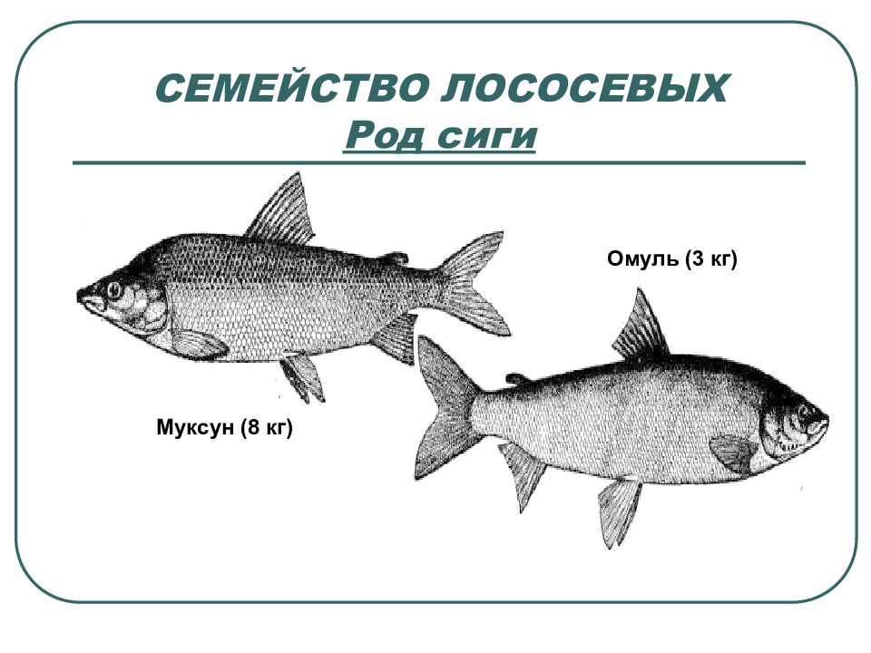 Рыба семейства сиговых муксун. Семейство лососевых строение. Сиг семейство лососевых. Семейство лососевые род сиги.