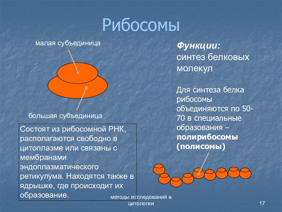 Белки входящие в состав рибосомы. Строение клеточного рибосомы. Рибосомы состоят из. Строение рибосомы.