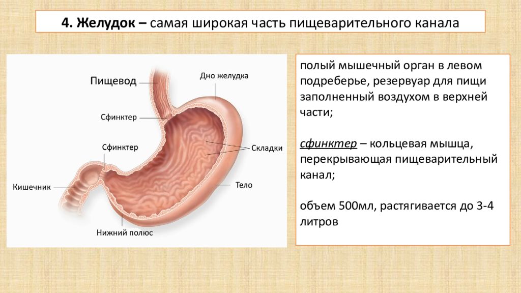 Содержимое желудка. Стенка пищеварительного канала. Схема пищеварения в желудке. Сфинктеры пищеварительного тракта.