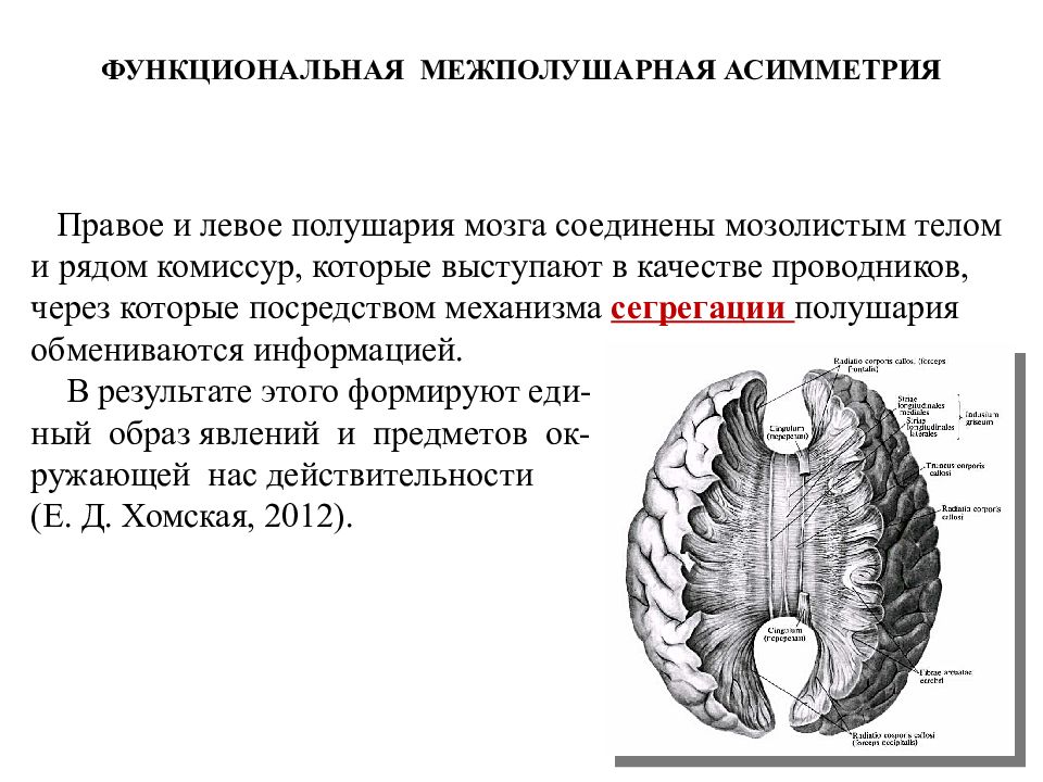 Межполушарная асимметрия. Адаптивная функция межполушарной асимметрии головного мозга. Понятие межполушарной асимметрии. Презентация на тему межполушарная асимметрия мозга. Роль межполушарной асимметрии в организации мыслительных процессов..