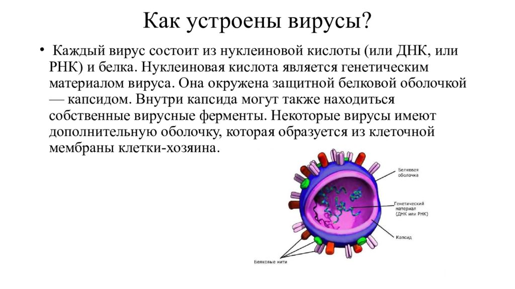 Проблемы вирусных инфекций. Строение вирусов биология. Вирусы и их строение. Сведения о вирусах. Вирусы по биологии 5 класс.