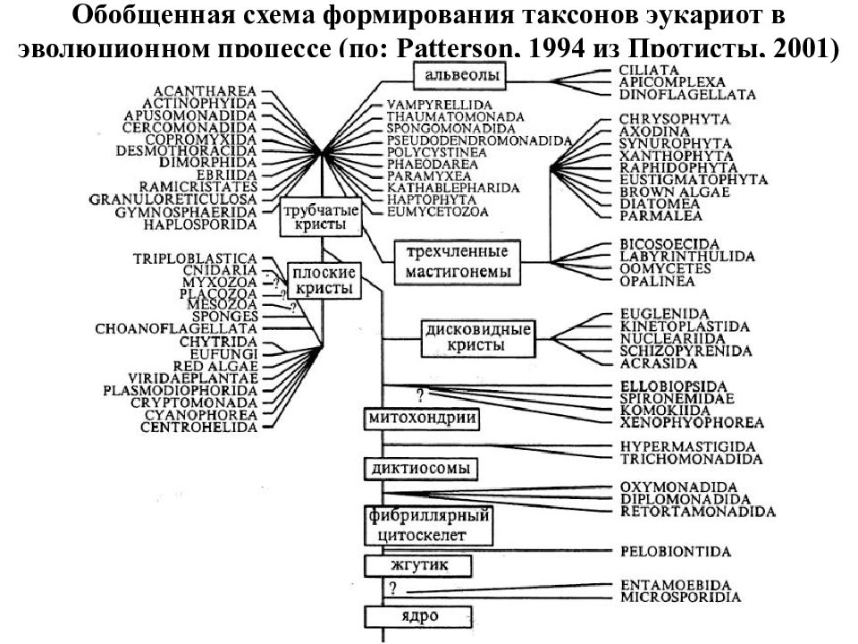 Схема создания закона в биологии