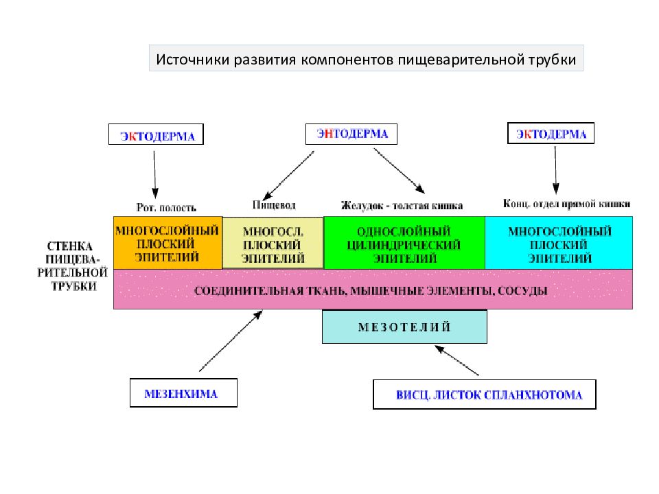 Пищеварительная система презентация гистология