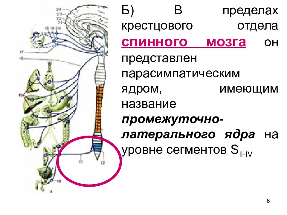 Функциональная анатомия вегетативной нервной системы презентация