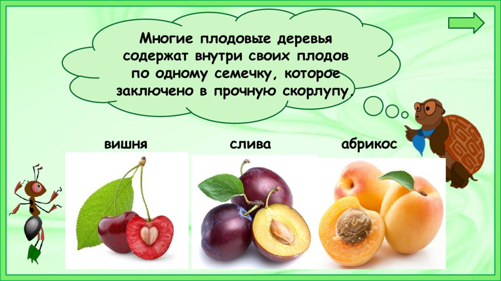 Что общего у разных растений 1. Плоды растений 1 класс. Плодовые растения 1 класс. Плоды окружающий мир. Плоды окружающий мир 2 класс.