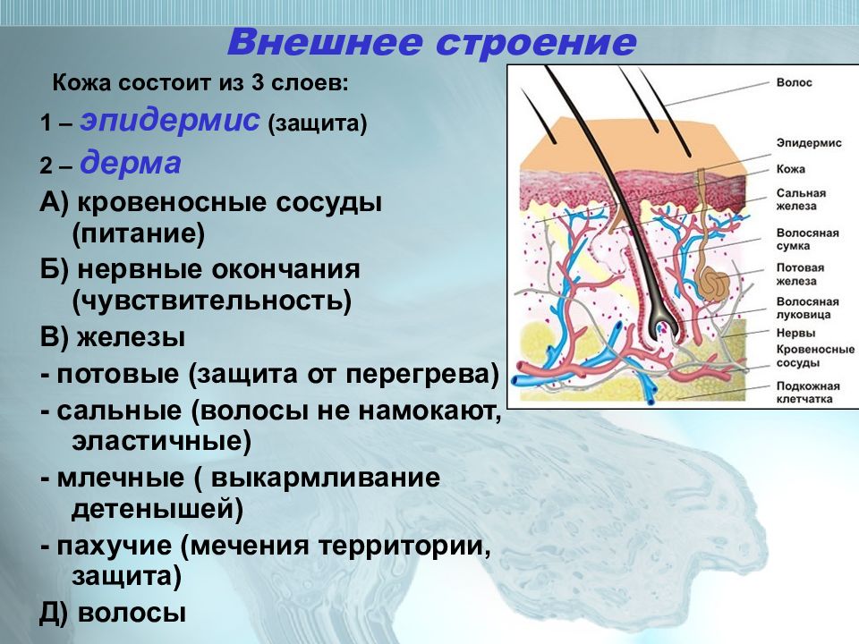 Строение кожи млекопитающего рисунок 186 биология 7 класс