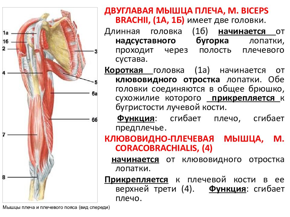 Двуглавая мышца плеча. Мышцы плечевого пояса и плеча вид спереди. Мышцы плечевого пояса и свободной верхней конечности. Мышцы плечевого пояса и плеча вид сзади. Скелет и мышцы верхних конечностей.