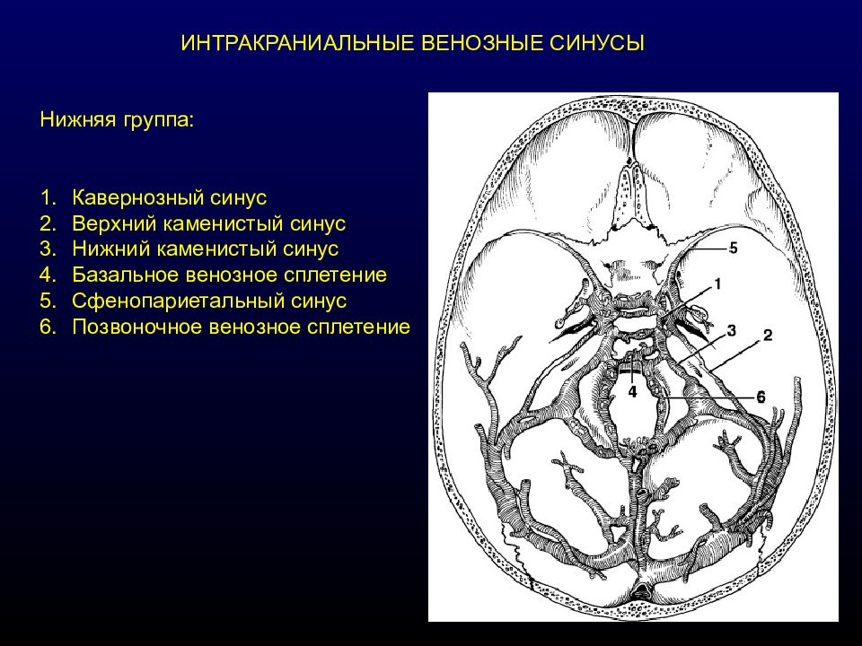 Поперечный синус слева. Пещеристый синус твердой мозговой оболочки. Анатомия кавернозного синуса головного мозга. Венозные синусы основания черепа. Кавернозные синусы твердой мозговой.