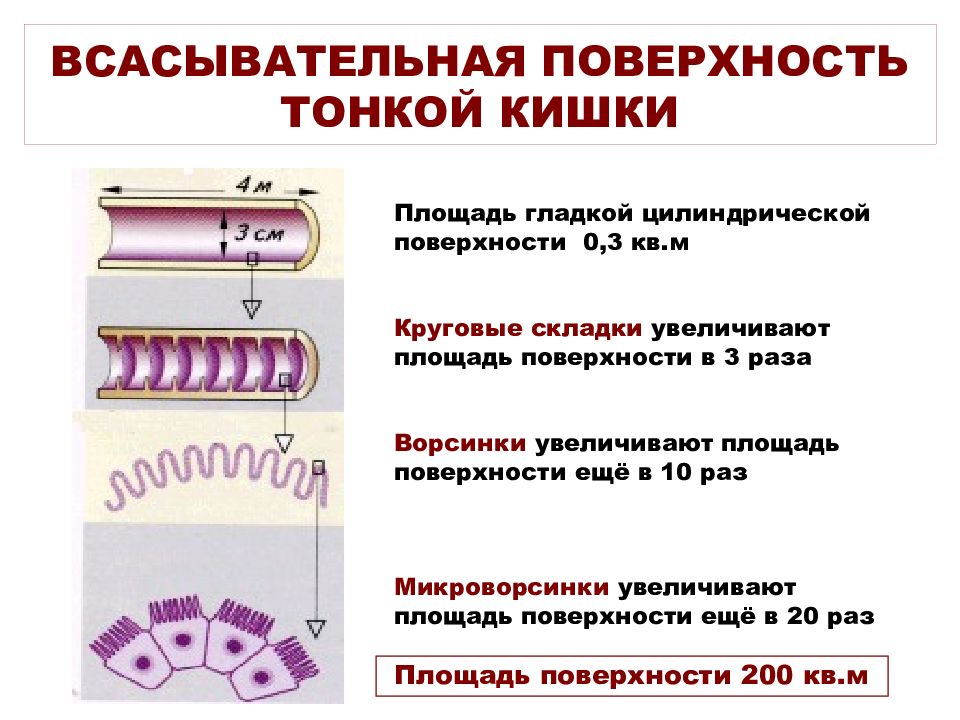 Гладкие цилиндрические поверхности. Площадь поверхности тонкого кишечника. Круговые складки 12 перстной кишки.