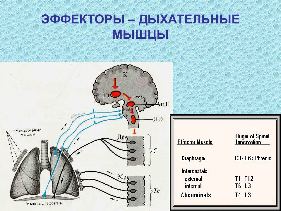 Рефлекторное дыхание. Регуляция дыхания рефлекторная дуга. Регуляция проприорецепторов дыхательных мышц. Механизм регуляции дыхания схема. Рефлекторная регуляция дыхания физиология.