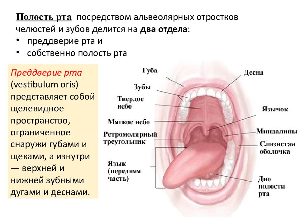 Полость рта презентация