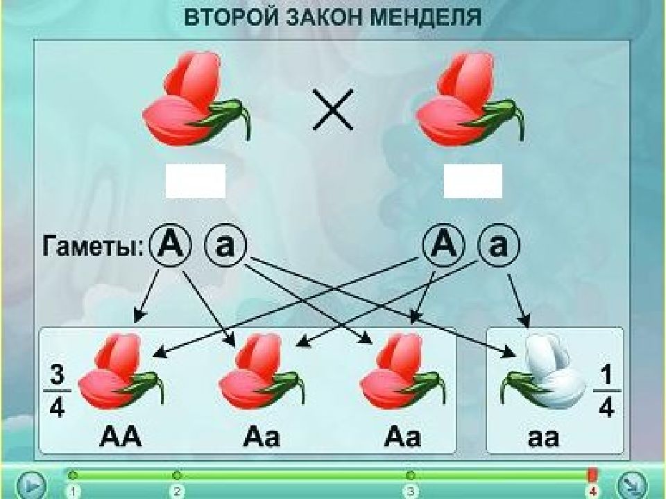 Первый закон менделя схема