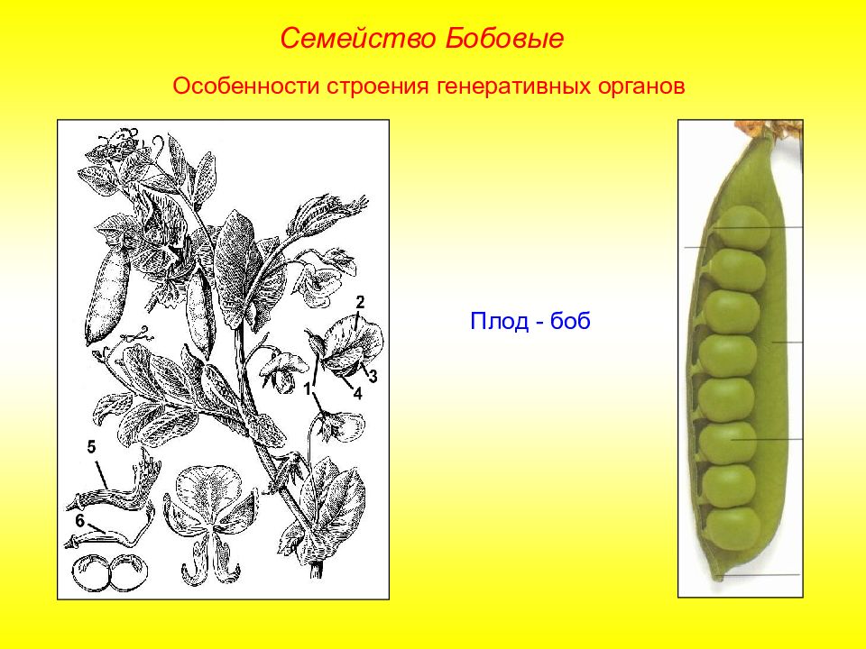 Плод гороха с семенами кроссворд