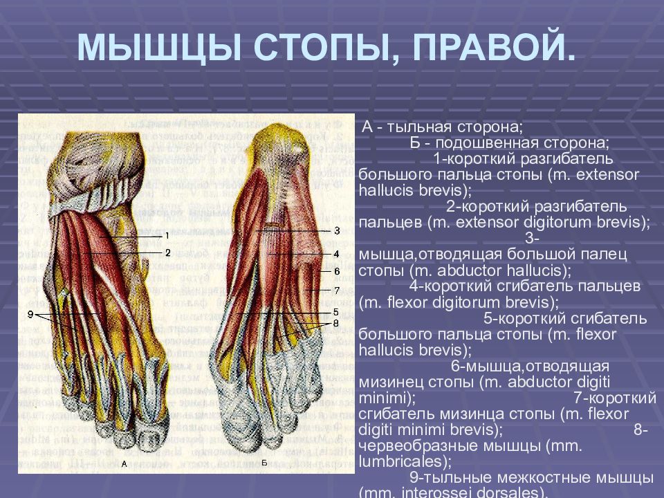 Мышцы подошвы. Короткий разгибатель пальцев стопы анатомия. Подошвенные мышцы стопы. Мышцы тыльной поверхности стопы. Мышцы стопы анатомия подошвенная.