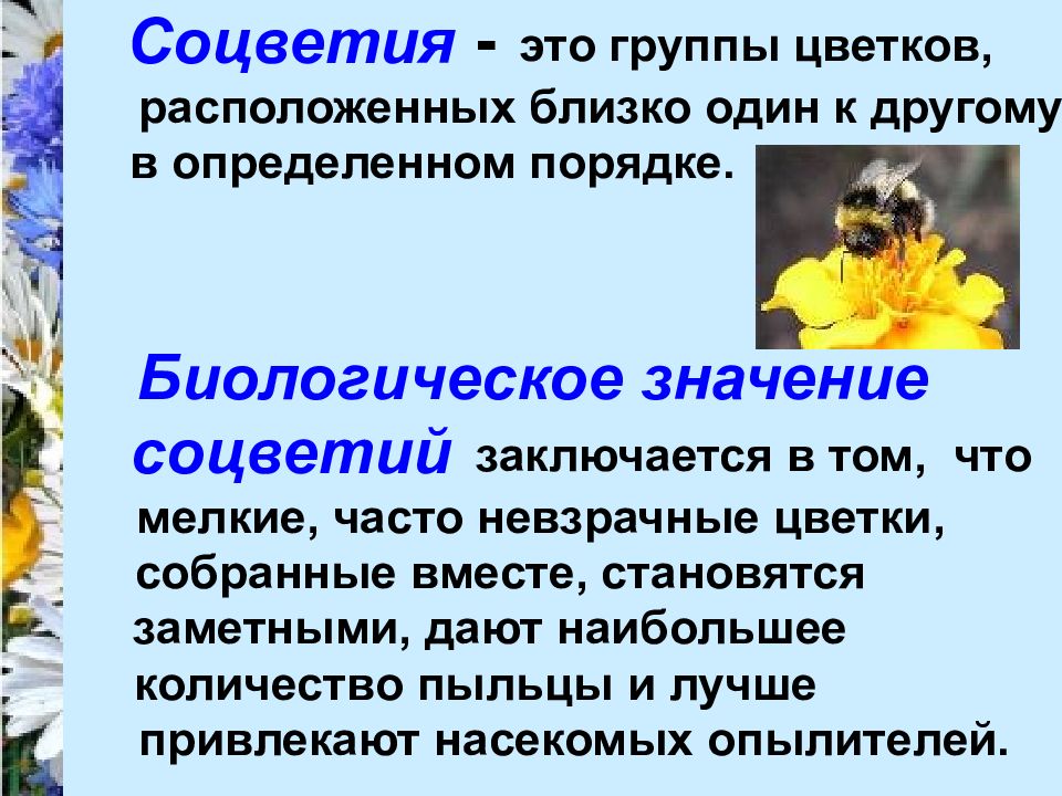 Значение соцветия. В чем заключается биологическое значение соцветий. Соцветия это группы цветков расположенных. Биологическое значение соцветий. Роль соцветий.