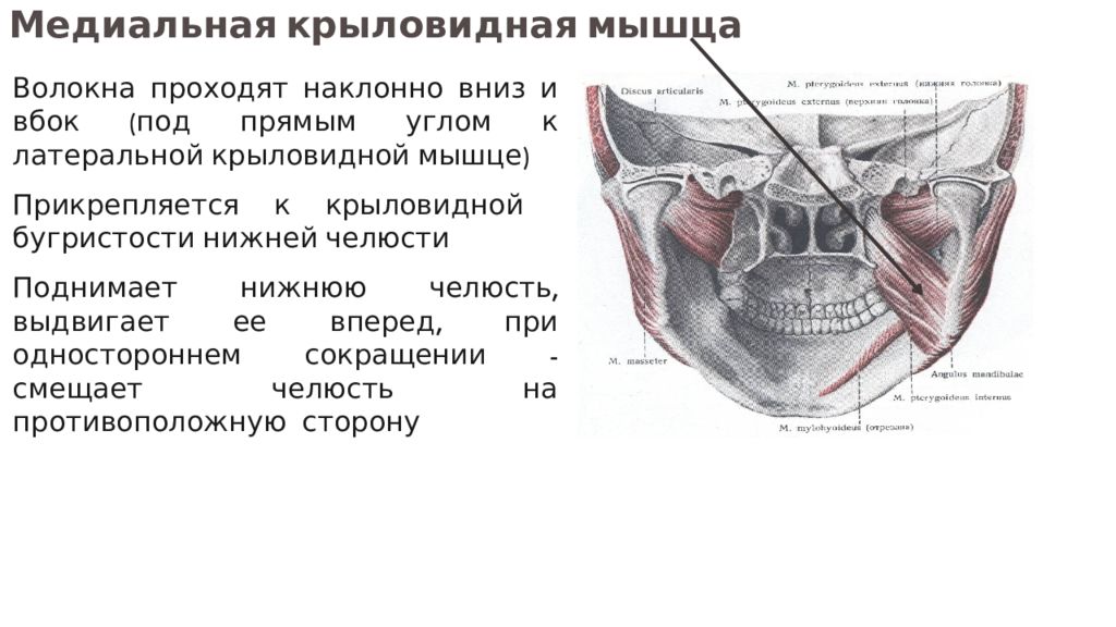 Латеральная крыловидная мышца. Медиальная крыловидная мышца прикрепляется на нижней челюсти к. Медиальная крыловидная мышца. Латеральная крыловидная мышца анатомия. Медиальная крыловидная мышца анатомия.