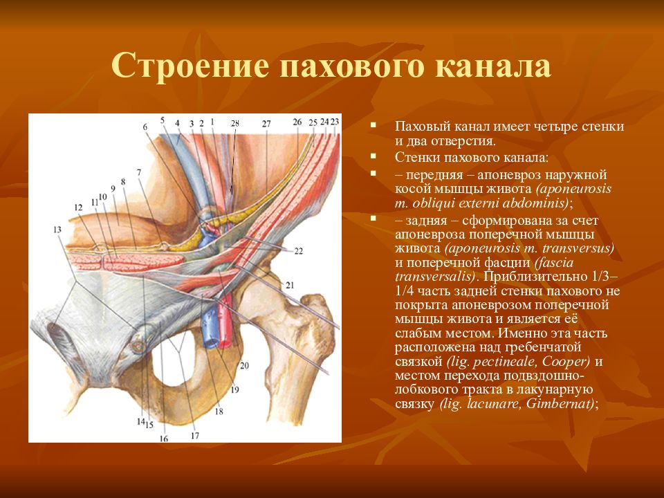 Анатомия Полового Члена