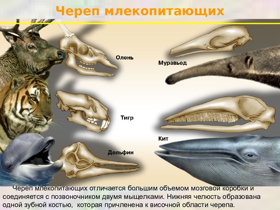 Какие зубы у млекопитающих дифференцированы. Зубная формула китообразных. Отряды млекопитающих строение черепа. Строение зубов млекопитающих биология 7 класс. Зубная система млекопитающих анатомия.