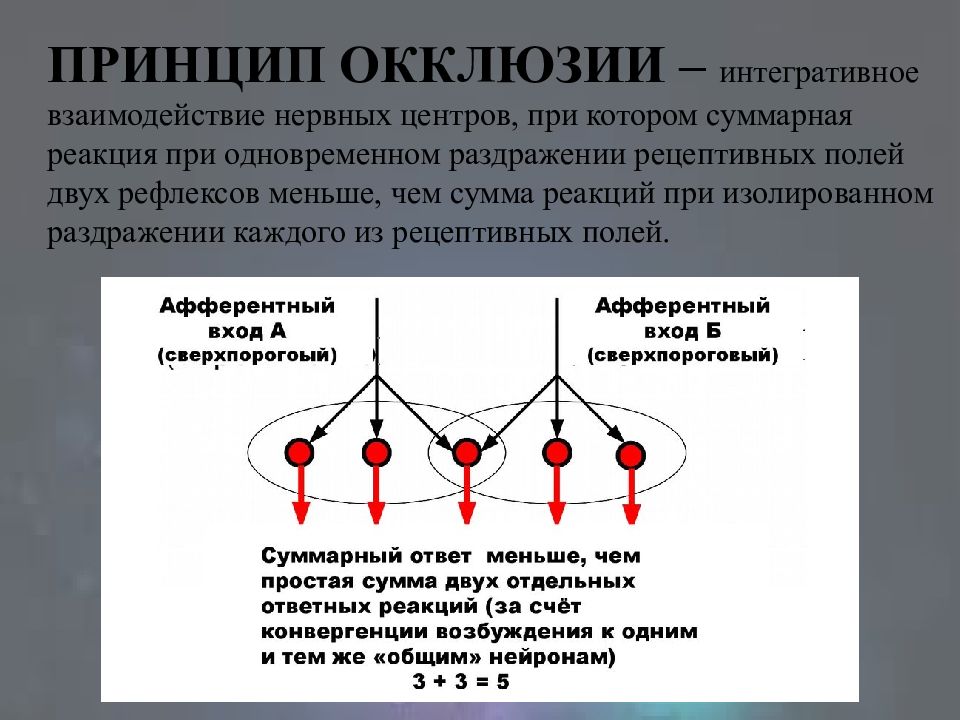 Рецептивное поле рефлекса