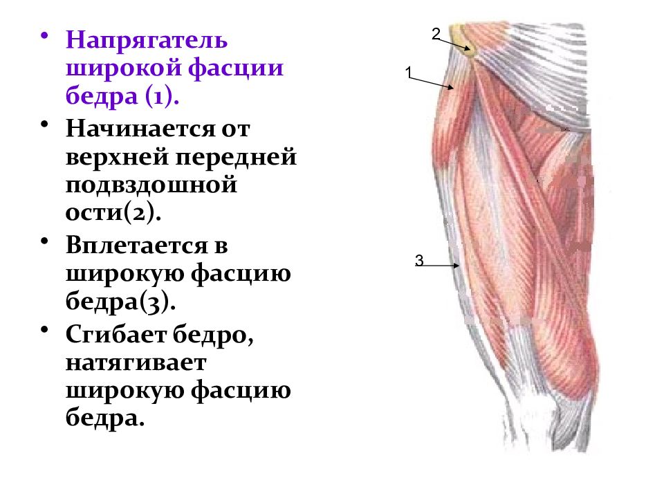 Мышцы бедра презентация