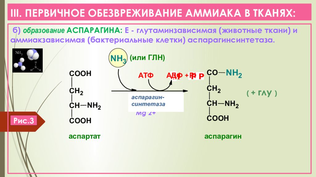 Временное обезвреживание аммиака виды