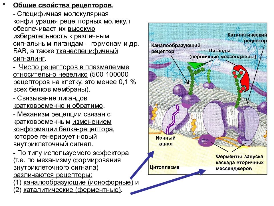 Гликокаликс растительных клеток. Функциональные аппараты клетки.