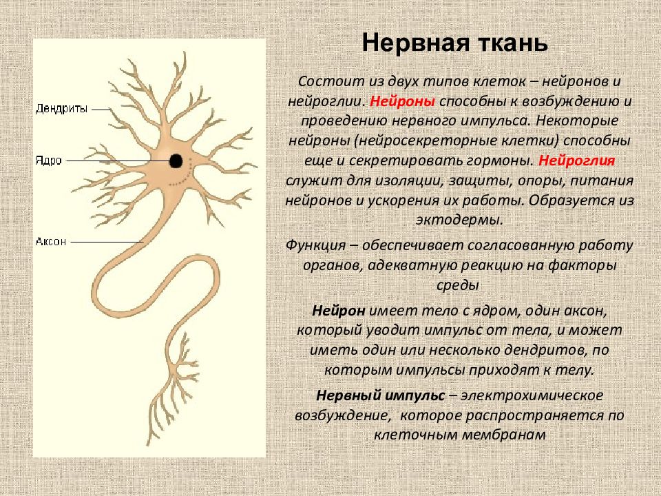 Виды нервной. Нервная ткань Аксон дендрит. Функции нейронов в нервной ткани. Нервная ткань Аксон строение. Функция тела, аксона и дендрита нейрона.