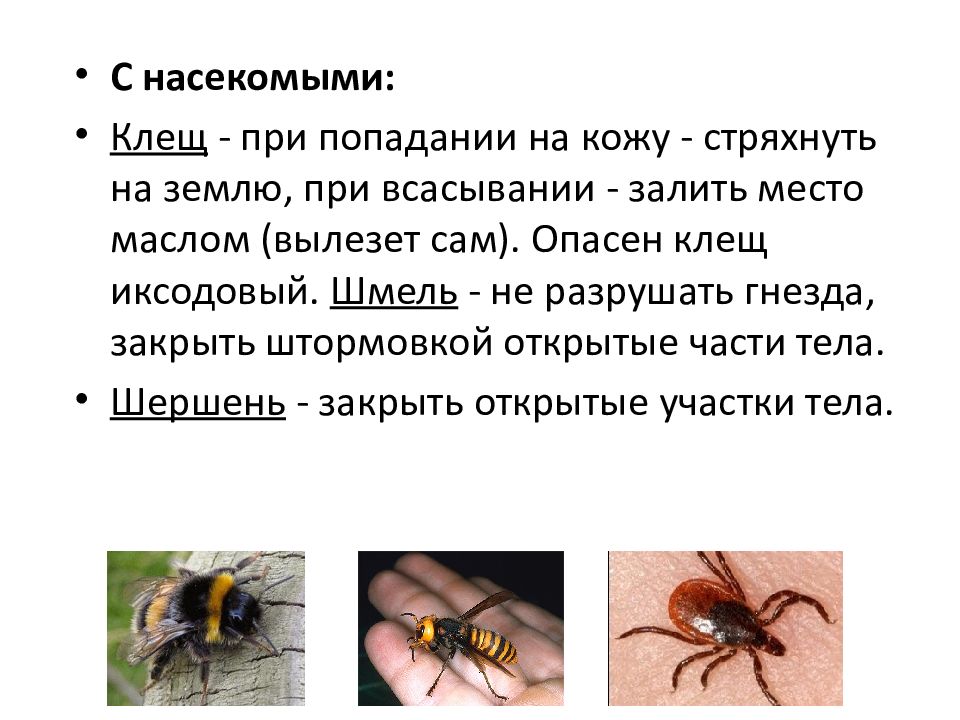 Опасное время клещей. Безопасности при клещей насекомых в. Клещи вредные для человека. Техника безопасности при клещах и насекомых.