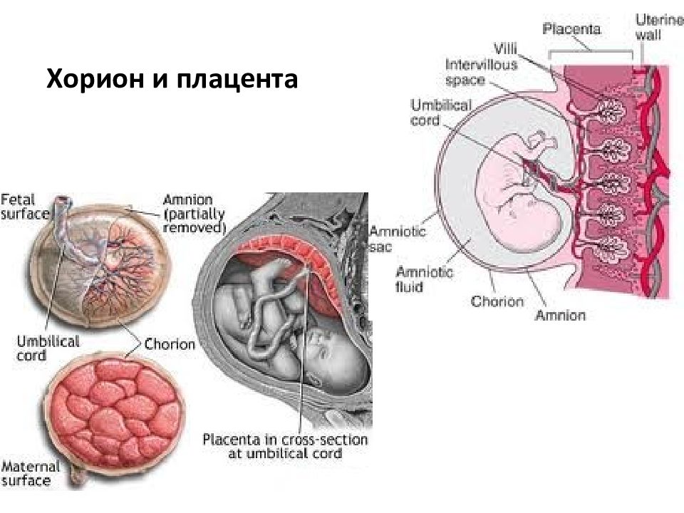 Расскажите об основных стадиях эмбрионального развития позвоночных используя рисунок 226