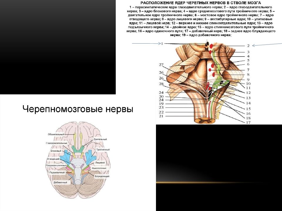 Ядра черепных нервов расположены. Глазодвигательный нерв расположение ядер. Добавочное ядро глазодвигательного нерва. Борозда глазодвигательного нерва. Глазодвигательный нерв строение.