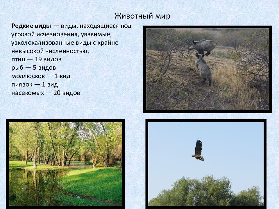 У него опасный вид песня