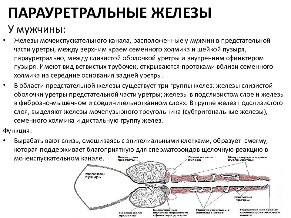 Предстательная железа у мужчин