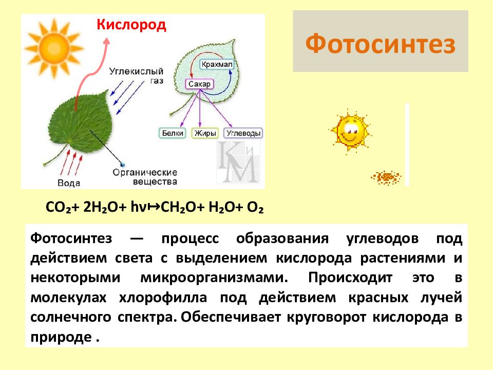 Органический кислород. Схема фотосинтеза 6 класс биология. Схема фотосинтеза у растений. Схема процесса фотосинтеза. В процессе фотосинтеза происходит.