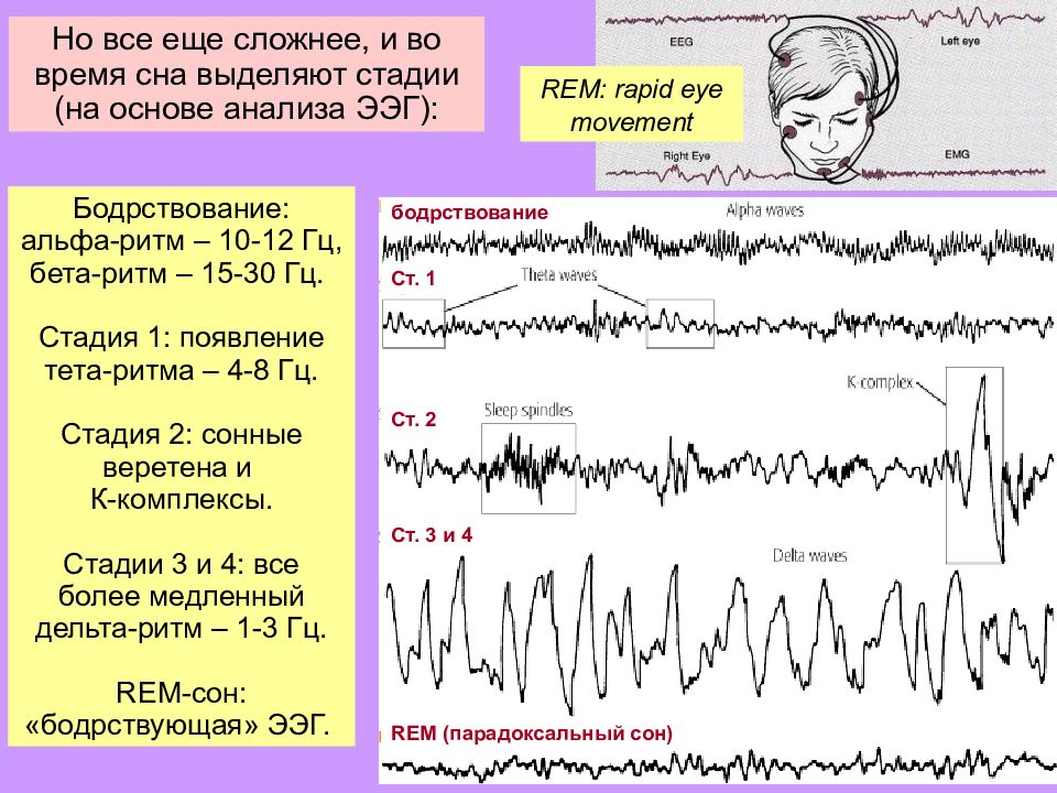 Альфа ритм. Парадоксальный сон бета ритмы. Rem сон на ЭЭГ. Стадия ритм. ЦНС физиология электроэнцефалография это.