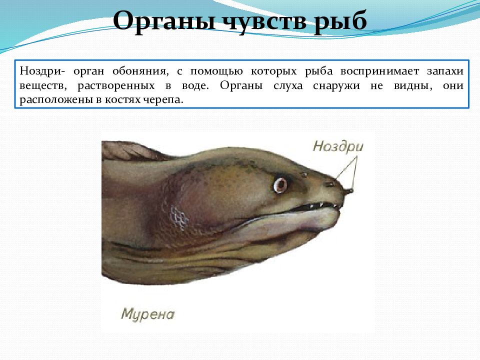 Какие ноздри у рыб. Органы чувств рыб строение. Органы обоняния у рыб. Строение органа обоняния рыбы. Органы осязания у рыб.
